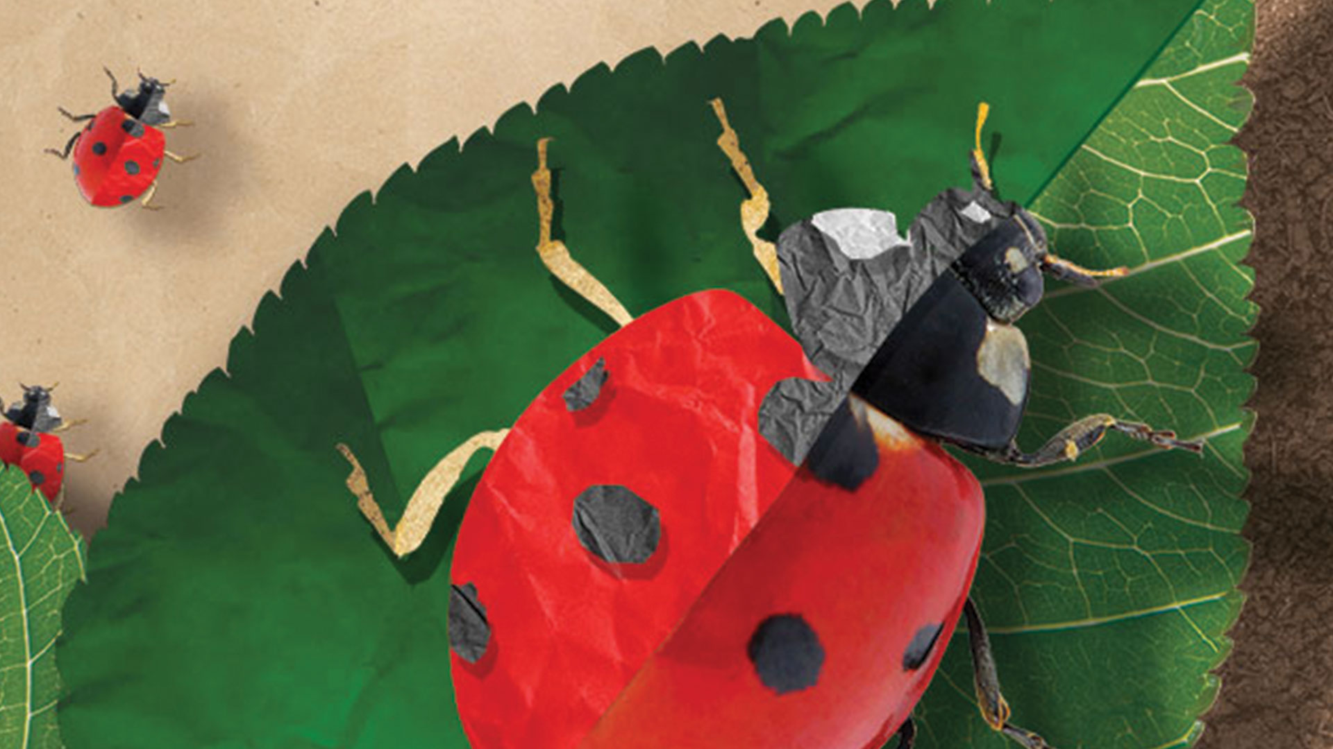 ladybug-1920x1080